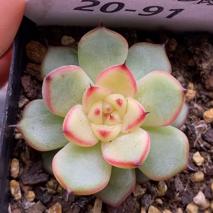 【闪购商品】20-91星光珍妮