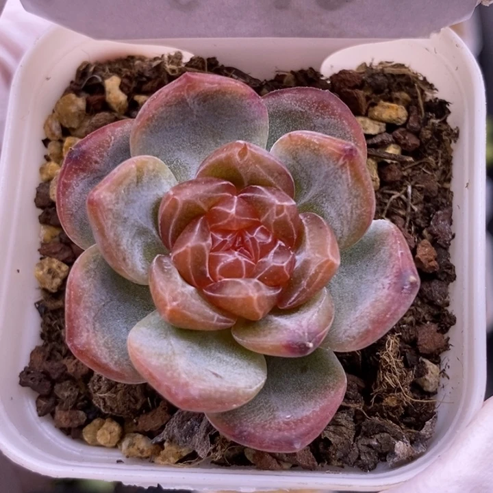 【闪购商品】29-61