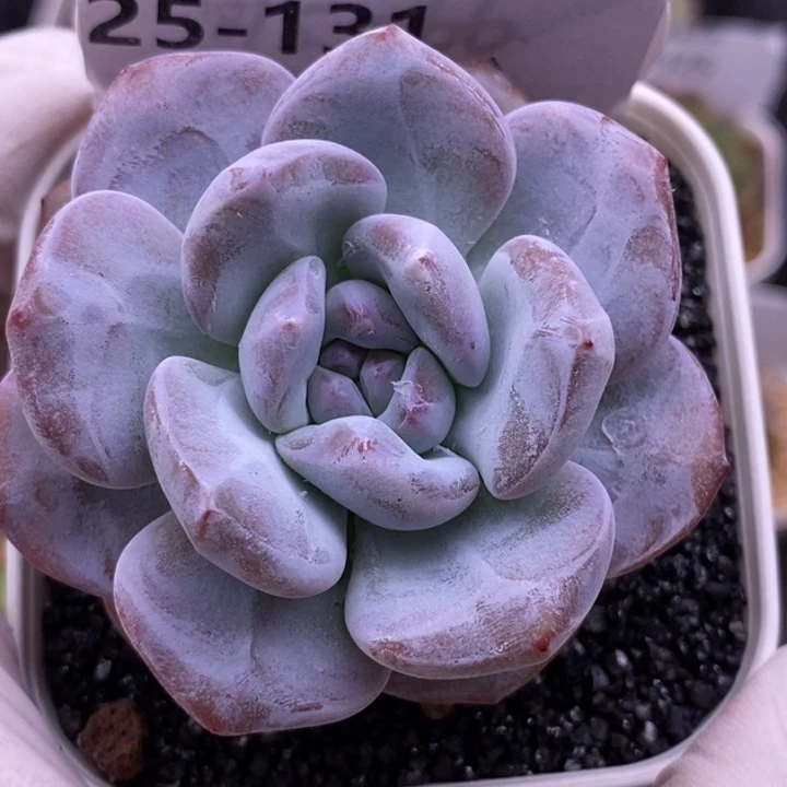 【闪购商品】25-131紫梦