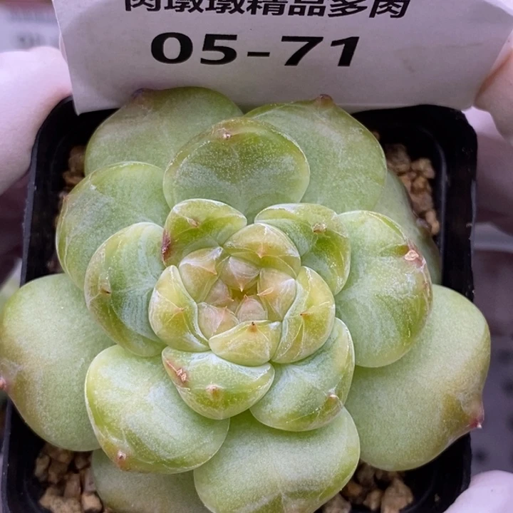 【闪购商品】05-71