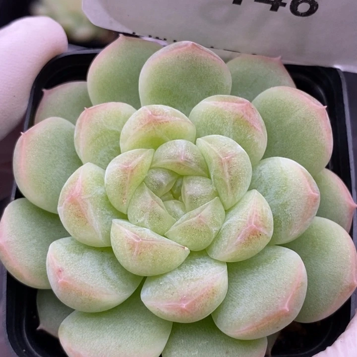 【闪购商品】23-146