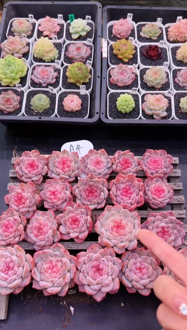 【闪购商品】A4一颗冰魄