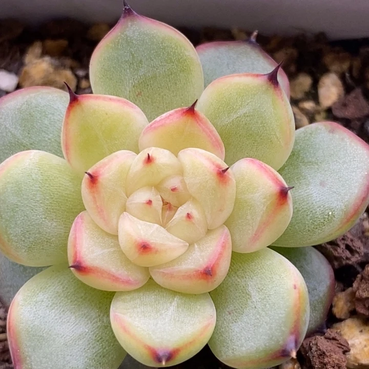 【闪购商品】25-118星光珍妮