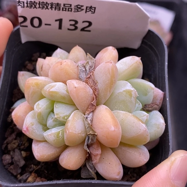 【闪购商品】20-132