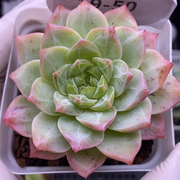 【闪购商品】19-50粉钻