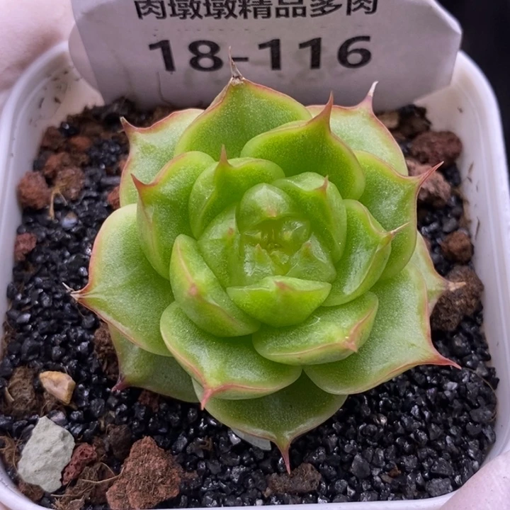 【闪购商品】18-116