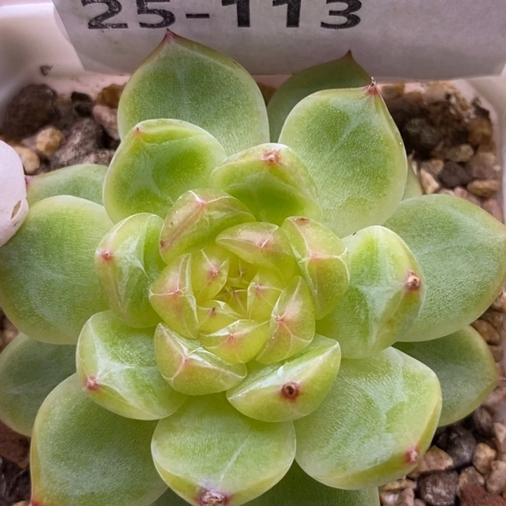 【闪购商品】25-113