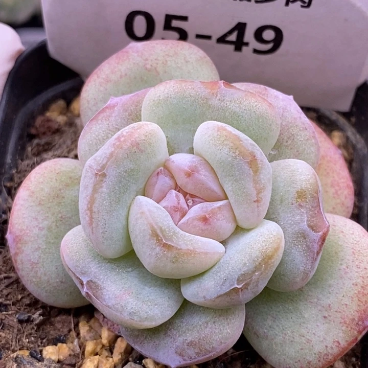 【闪购商品】05-49水晶鞋