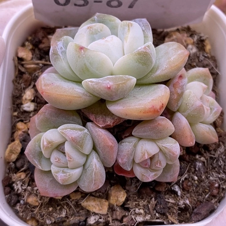 【闪购商品】03-87