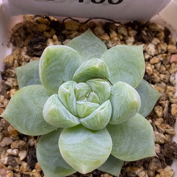 【闪购商品】25-100白泽
