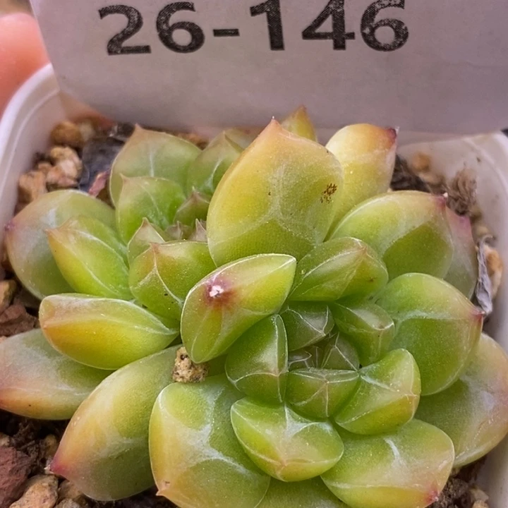 【闪购商品】26-146