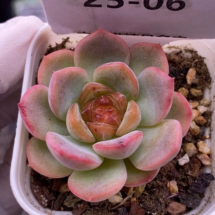 【闪购商品】25-06琴心