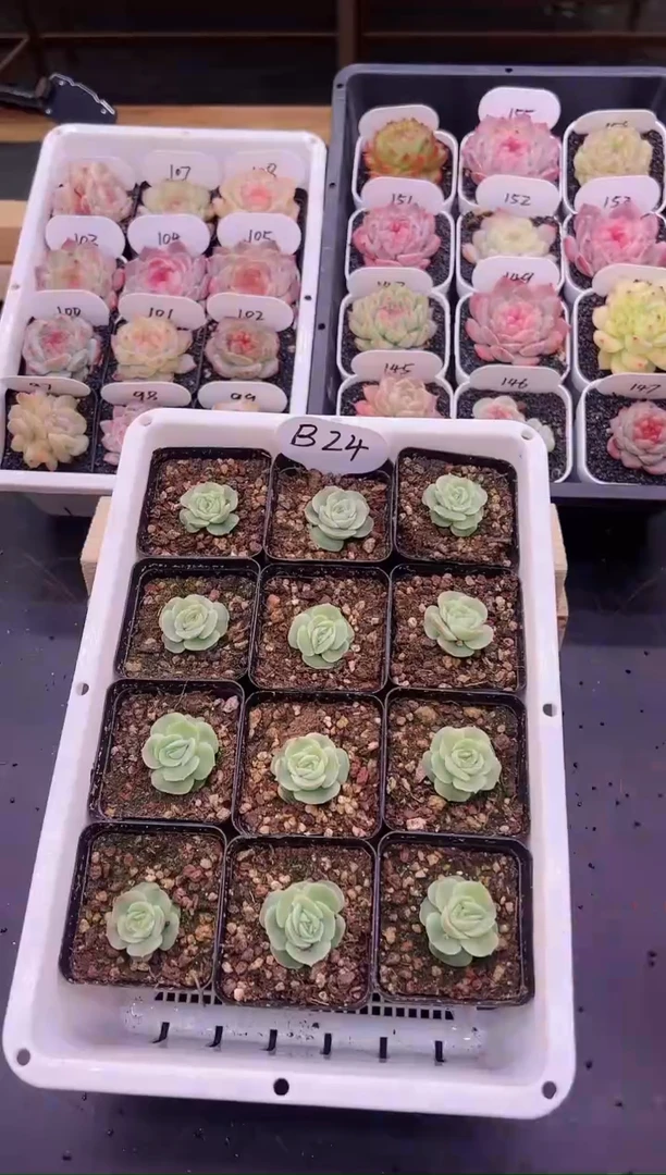 【闪购商品】B24小虾饺一颗