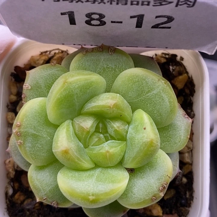 【闪购商品】18-12甜心
