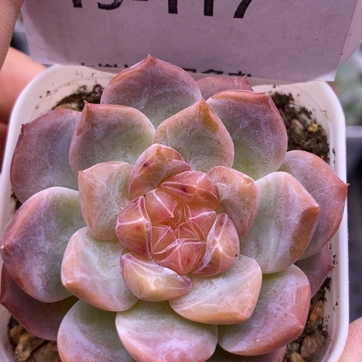 【闪购商品】19-117