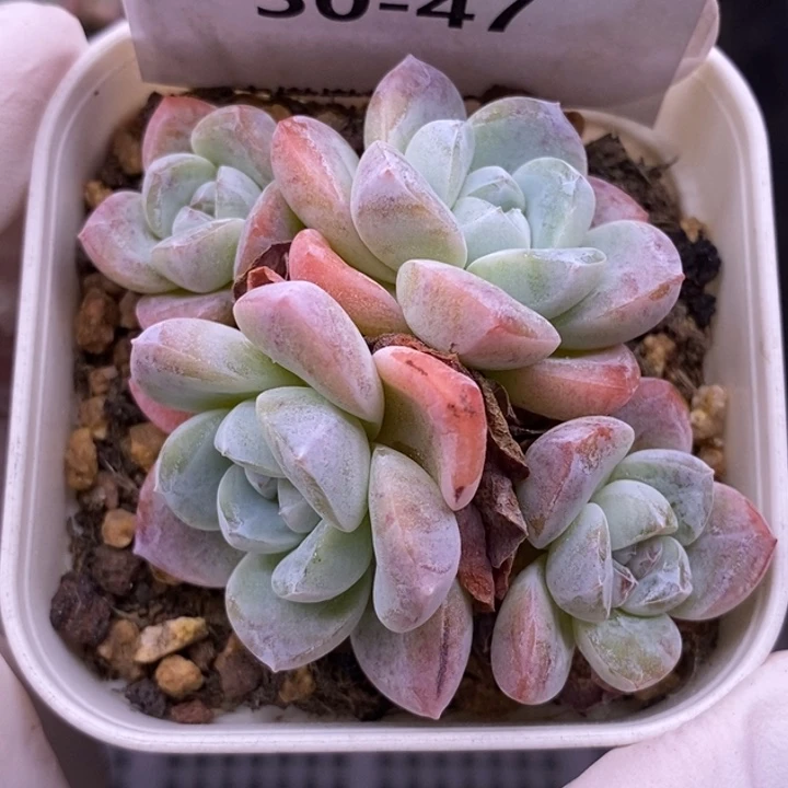 【闪购商品】30-47