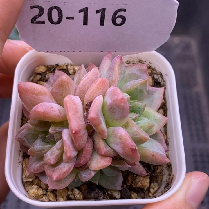 【闪购商品】20-116