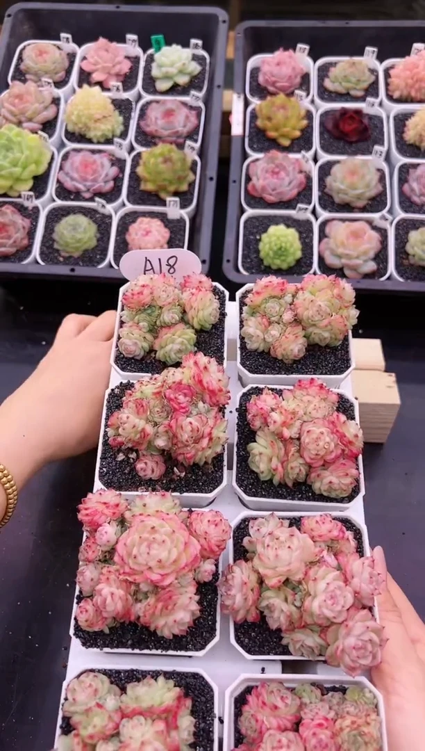 【闪购商品】A18一颗特选香特群