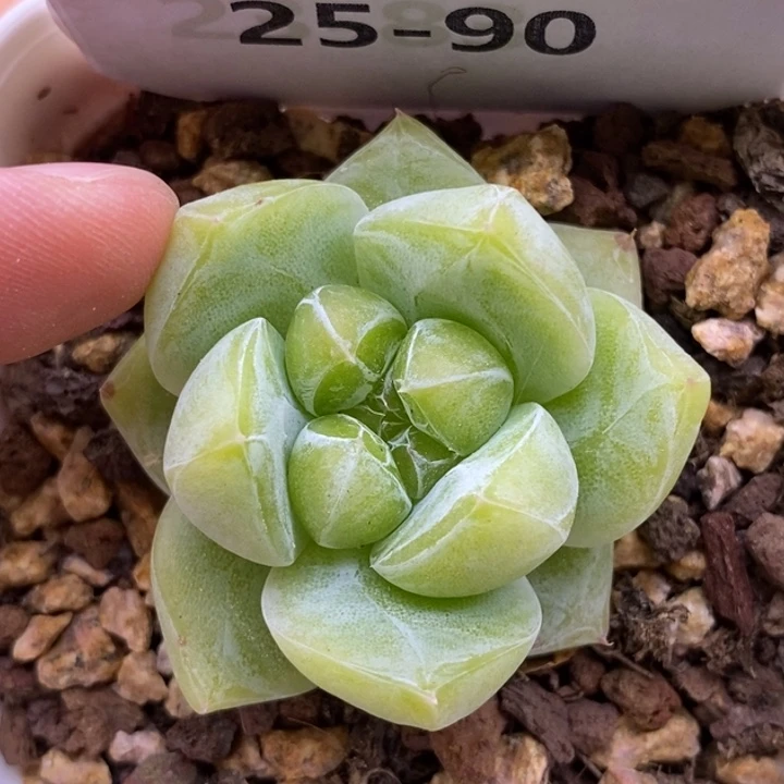 【闪购商品】25-90白泽