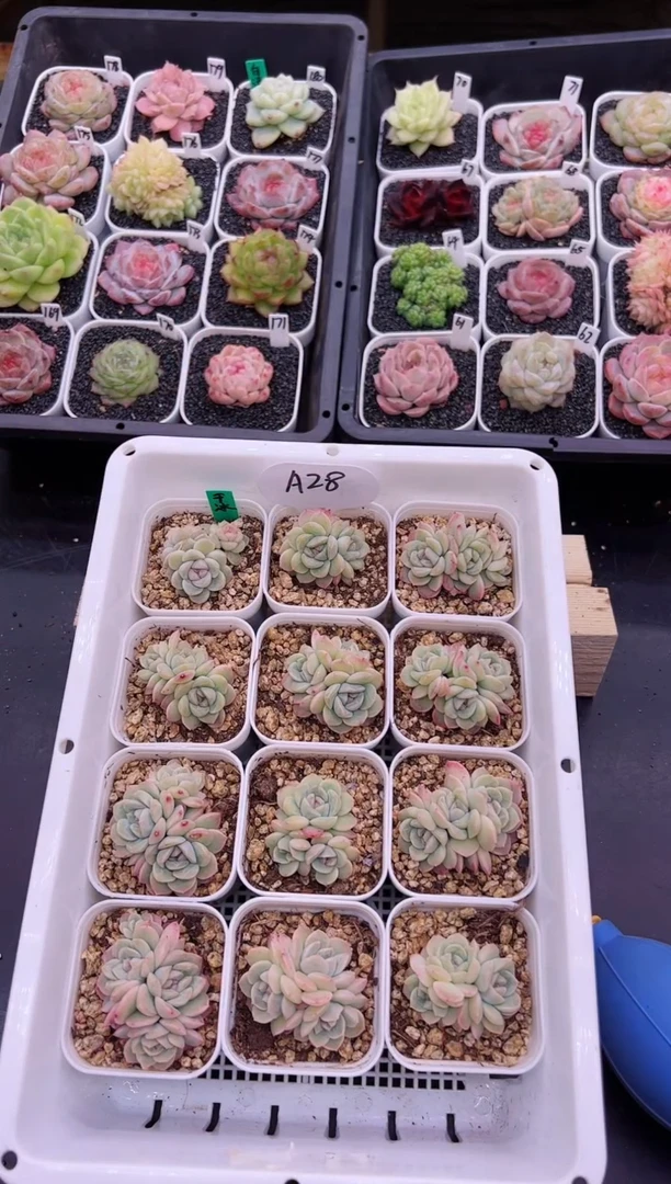 【闪购商品】A28一颗干冰群