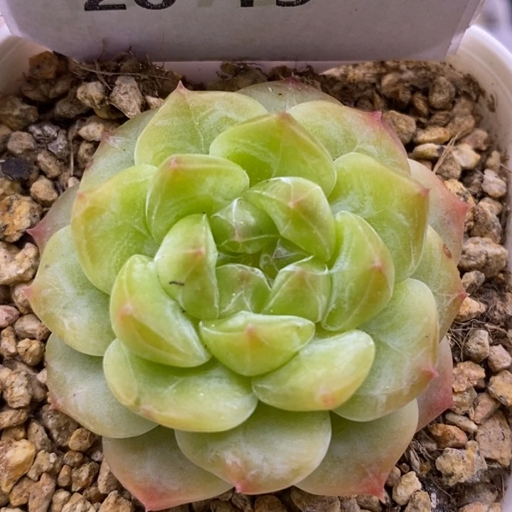 【闪购商品】20-19