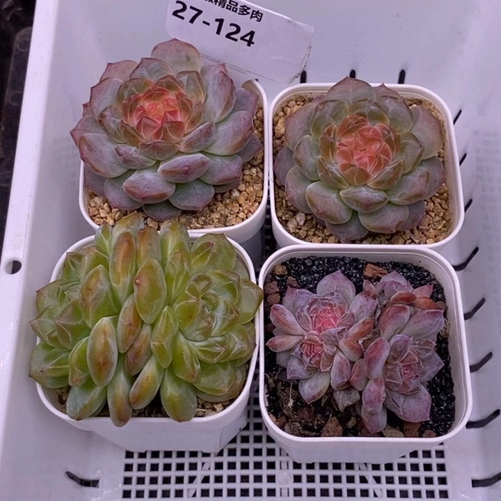 【闪购商品】6*27-124四颗