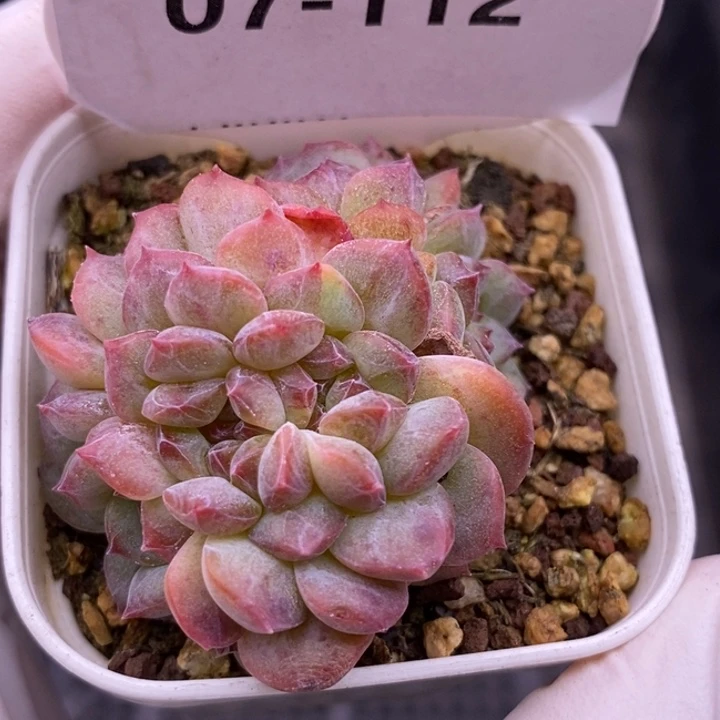 【闪购商品】07-112阿甘