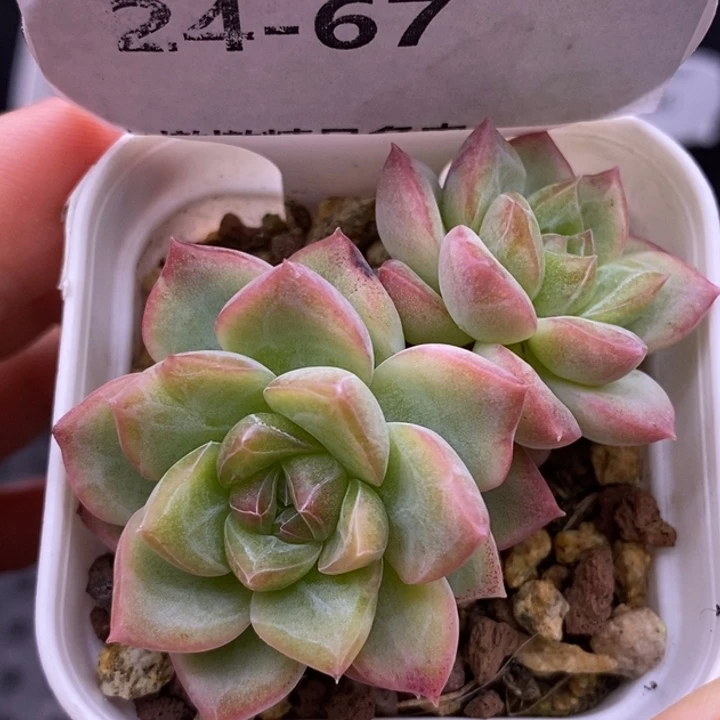 【闪购商品】24-67井中月