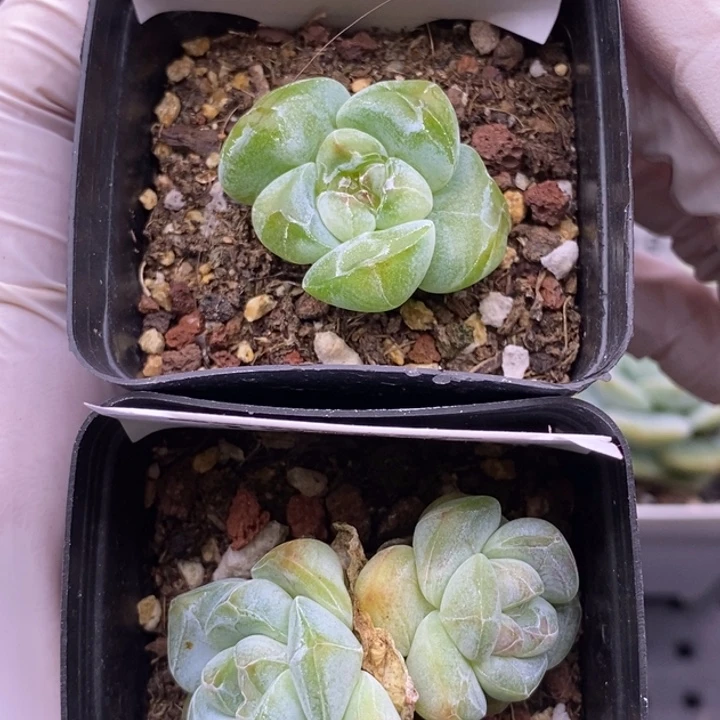 【闪购商品】19-51 52
