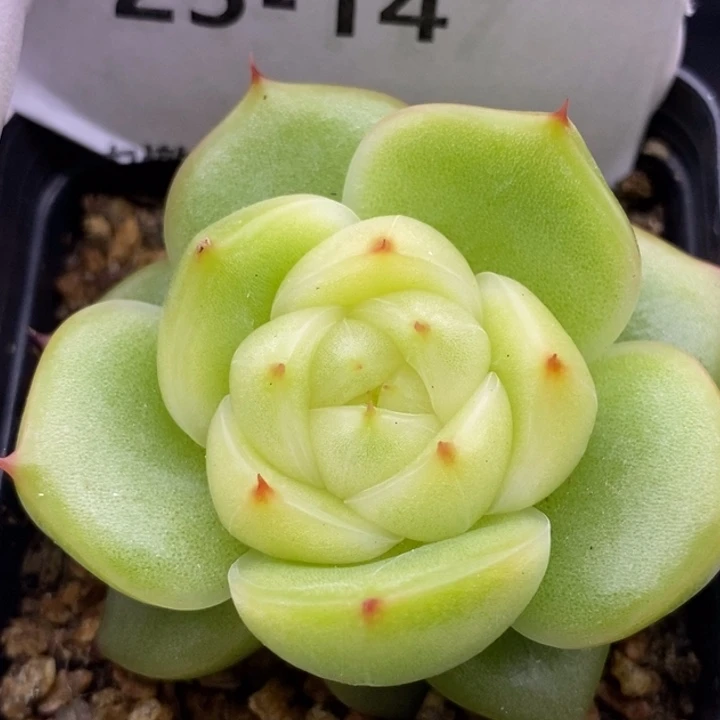 【闪购商品】25-14玉玲珑