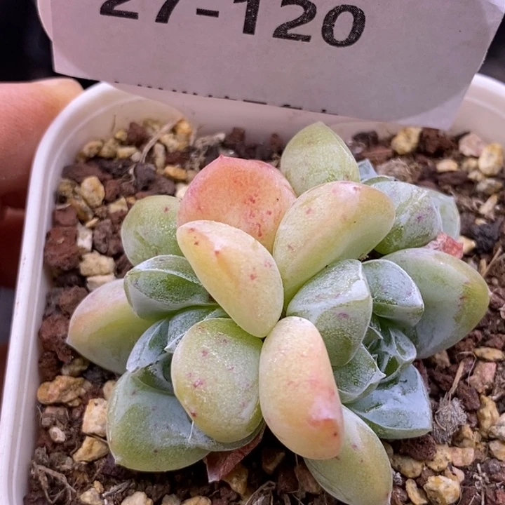 【闪购商品】27-120