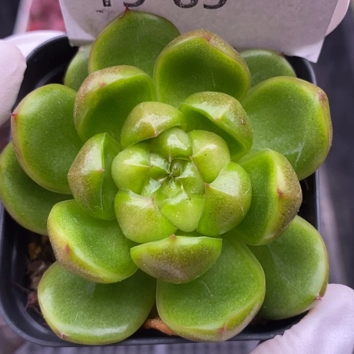【闪购商品】19-69莱拉