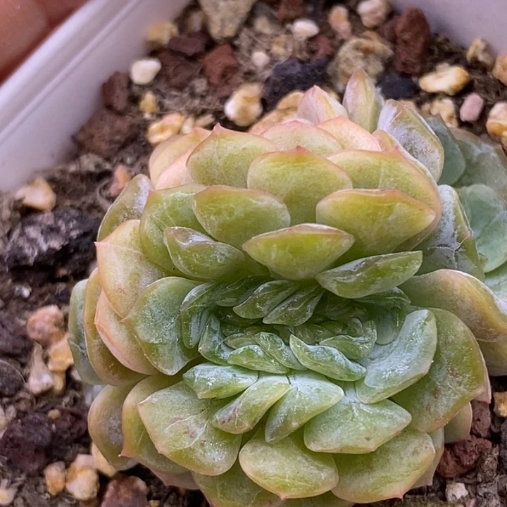 【闪购商品】25-79熔晶