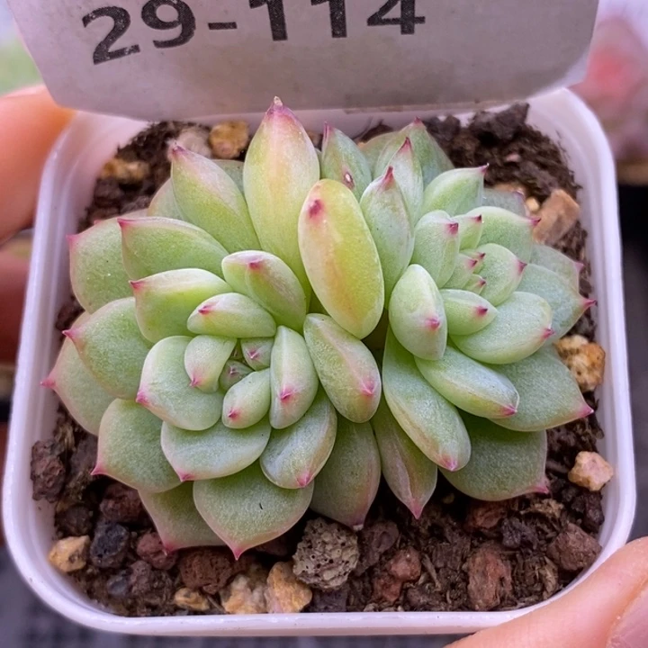 【闪购商品】29-114寒绯