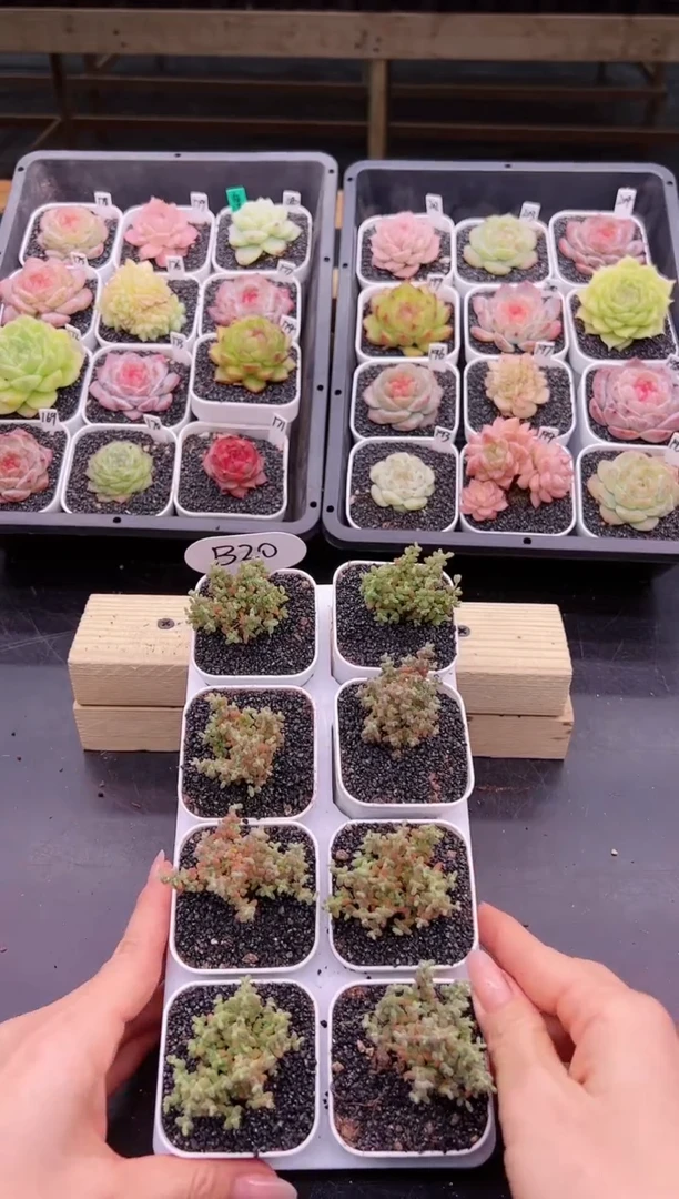 【闪购商品】B20一颗小小米 嫌小慎拍!