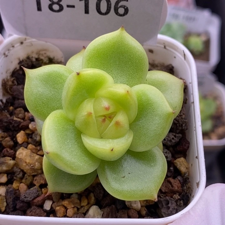 【闪购商品】18-106
