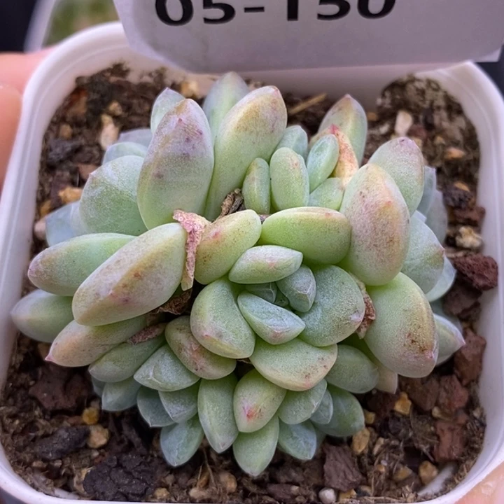 【闪购商品】05-150玉蝴蝶