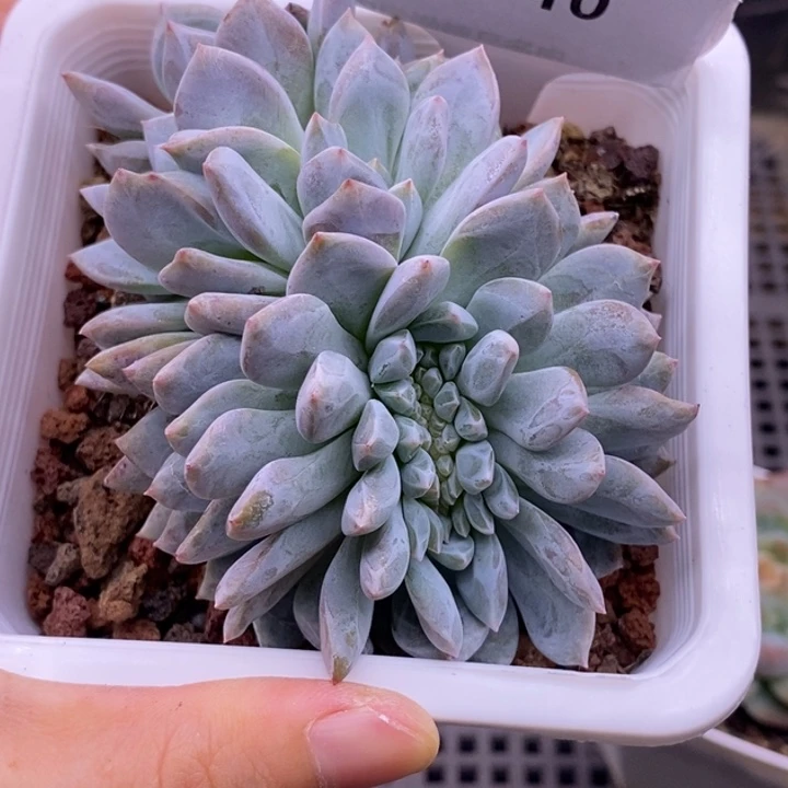 【闪购商品】25-110