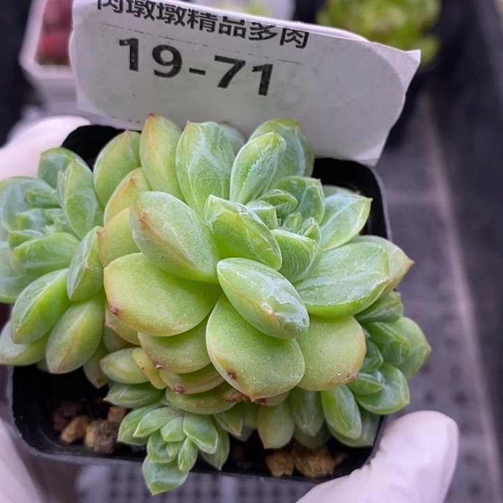 【闪购商品】19-71干冰