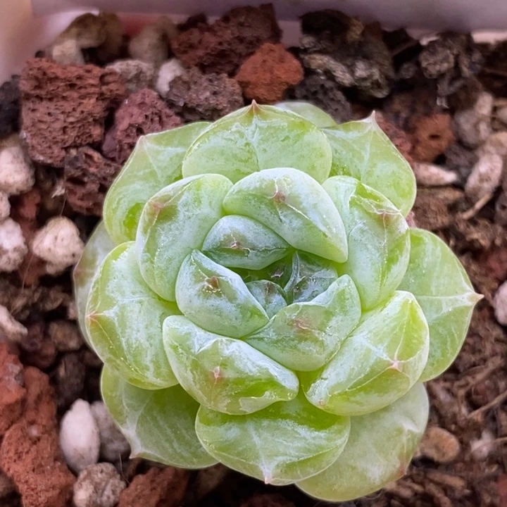 【闪购商品】26-108