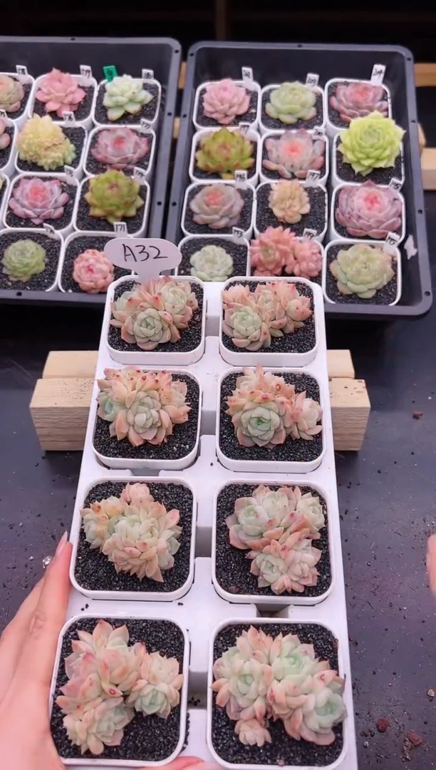 【闪购商品】 A32一颗梦幻泡影群