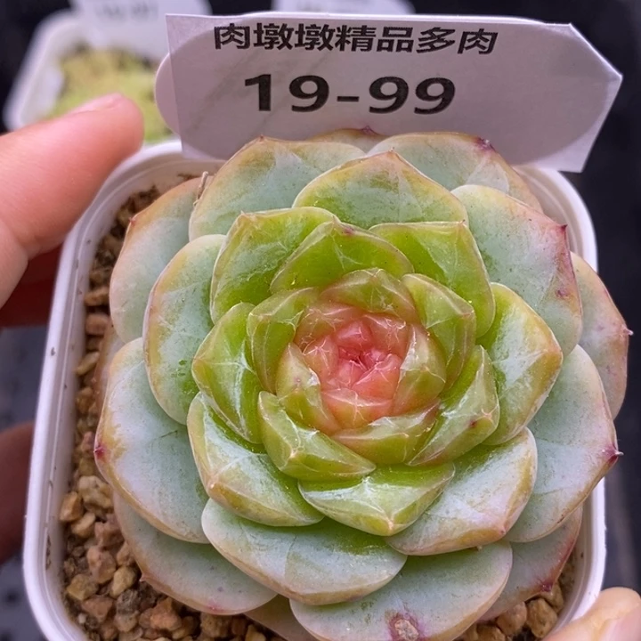 【闪购商品】19-99