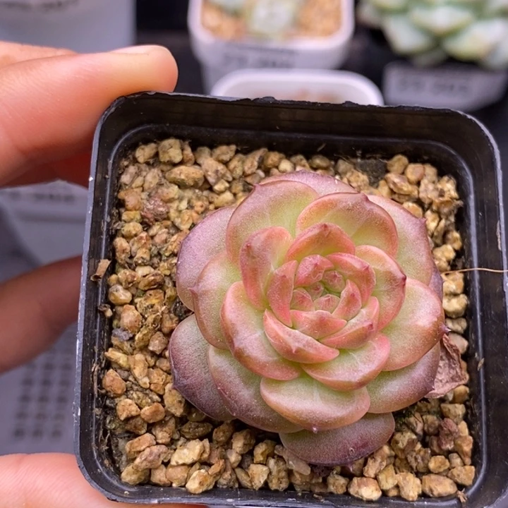 【闪购商品】23-206