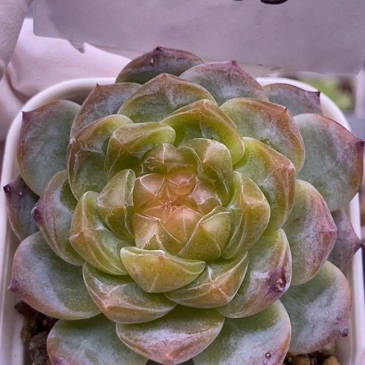 【闪购商品】26-105