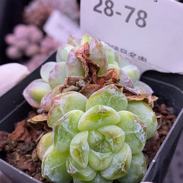 【闪购商品】28-78