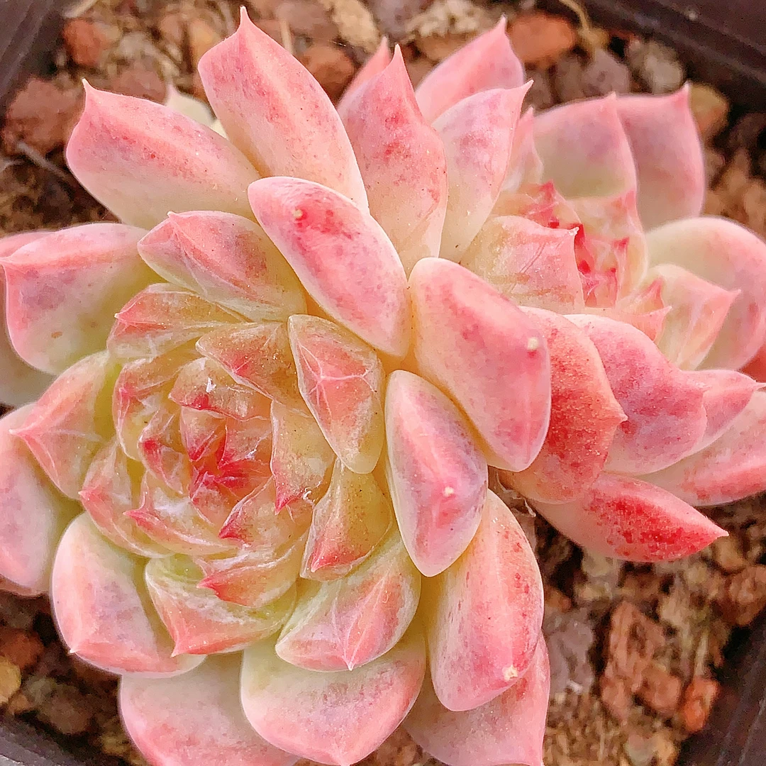 多肉植物  1月9号一物一拍链接  97-108 满28包邮除偏远 空气展示