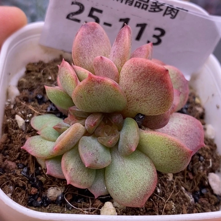 【闪购商品】25-113红恋
