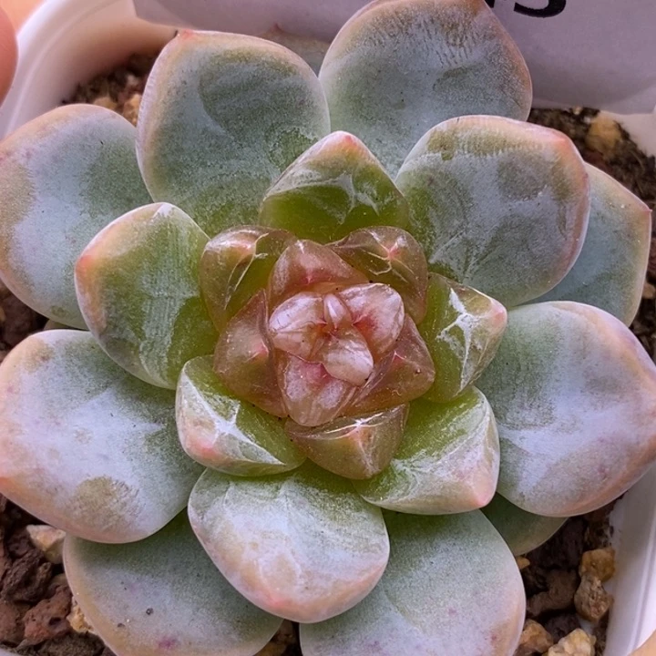 【闪购商品】06-145厚梦优选