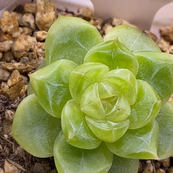 【闪购商品】18-68钻石珍妮