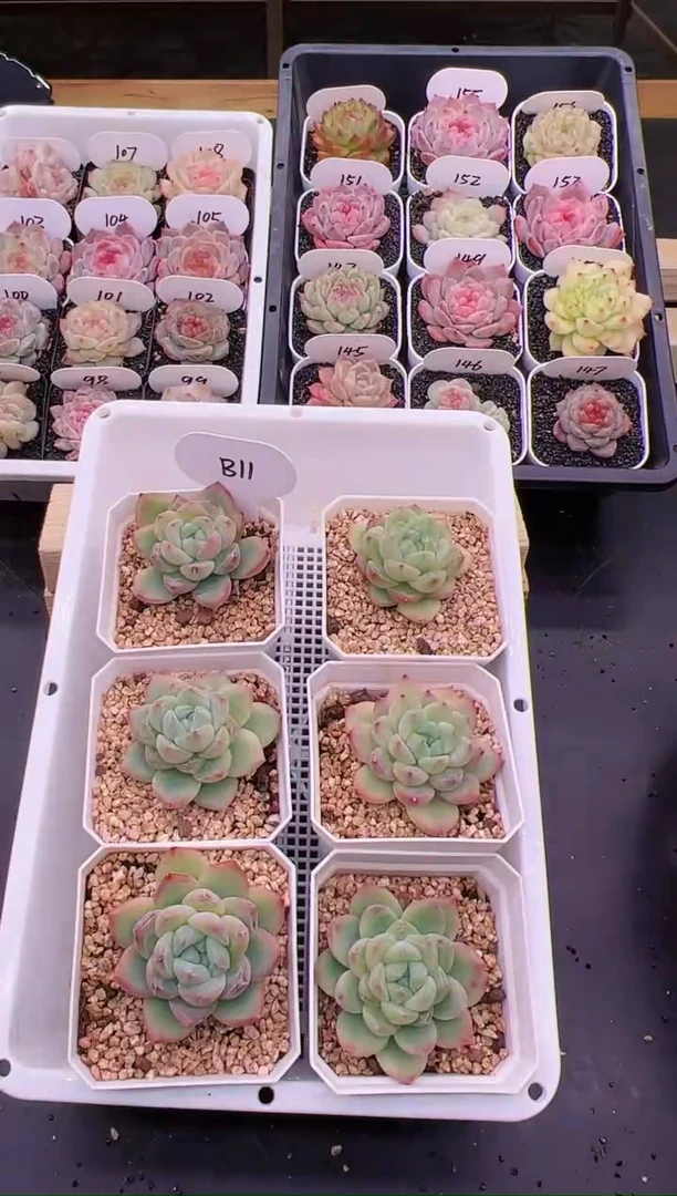 【闪购商品】B11钻石珍妮母本单头一颗
